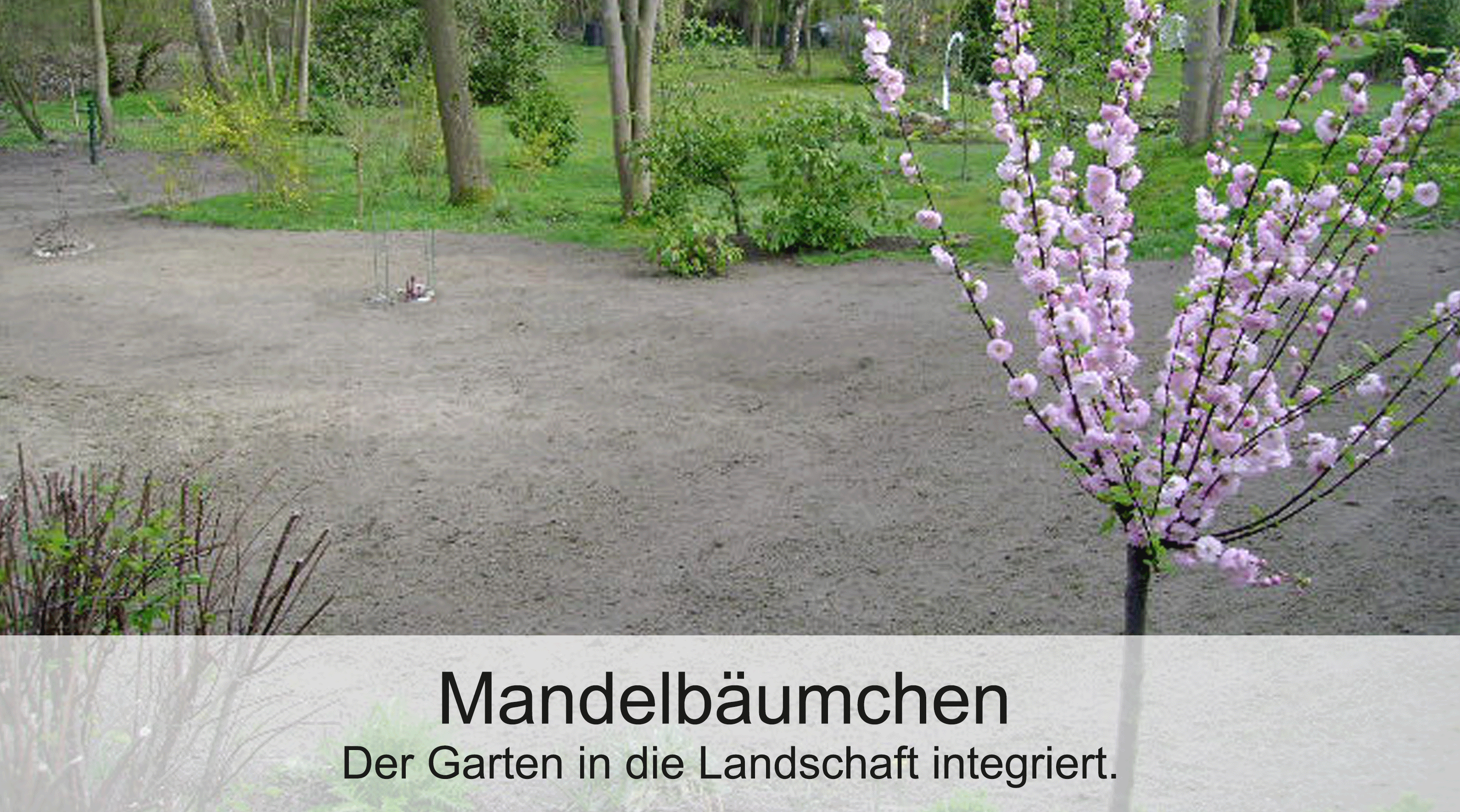 Oerke Garten Gallerie - Mandelbäumchen